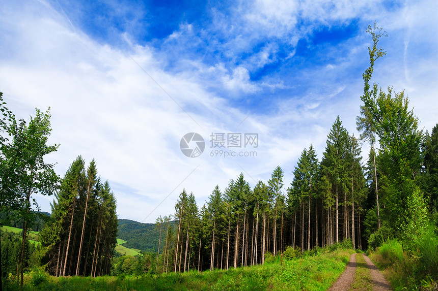夏季风景地平线阳光牧场橡木天空山脉公园木头森林叶子图片
