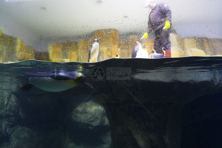 海洋生命潜水男人浮潜藻类娱乐旅行海洋生物海洋动物园热带图片
