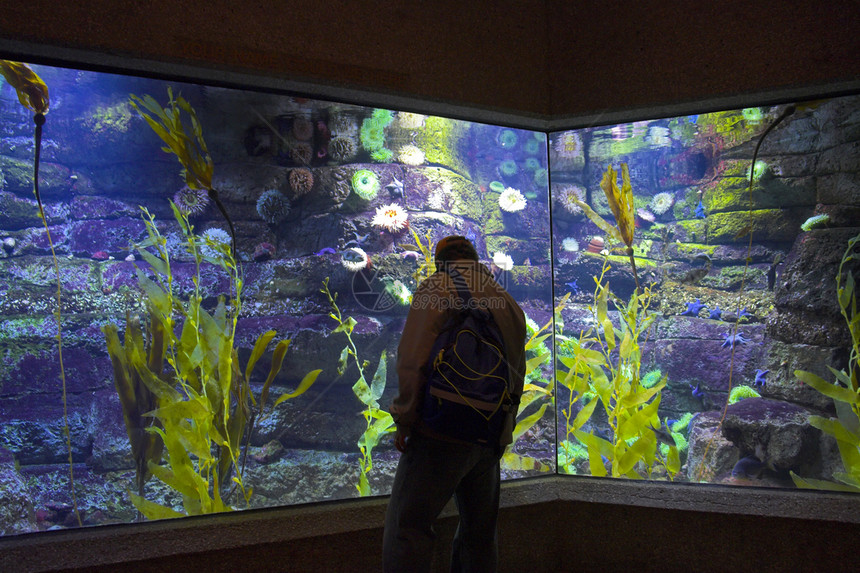 海洋生命管理员海洋生物呼吸管动物园浮潜荒野海洋藻类潜水水族馆图片