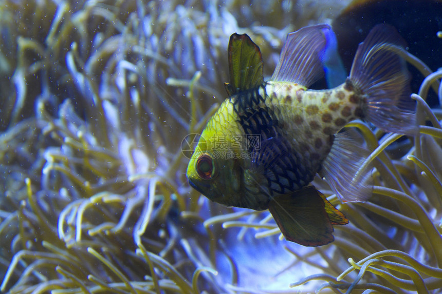 海洋生命海洋浮潜藻类海洋生物水族馆娱乐荒野潜水旅行动物园图片