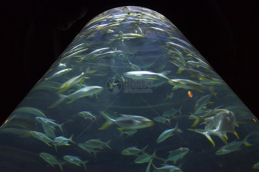 海洋生命旅行海洋生物荒野海洋潜水水族馆浮潜藻类娱乐动物园图片