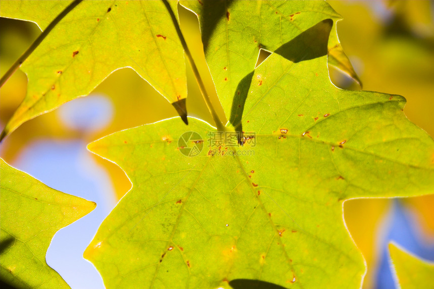 秋落背景背景橙子季节红色温暖休息国家叶子黄色花园图片