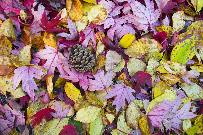 秋落背景背景季节叶子黄色粉色国家花园红色休息橙子温暖图片