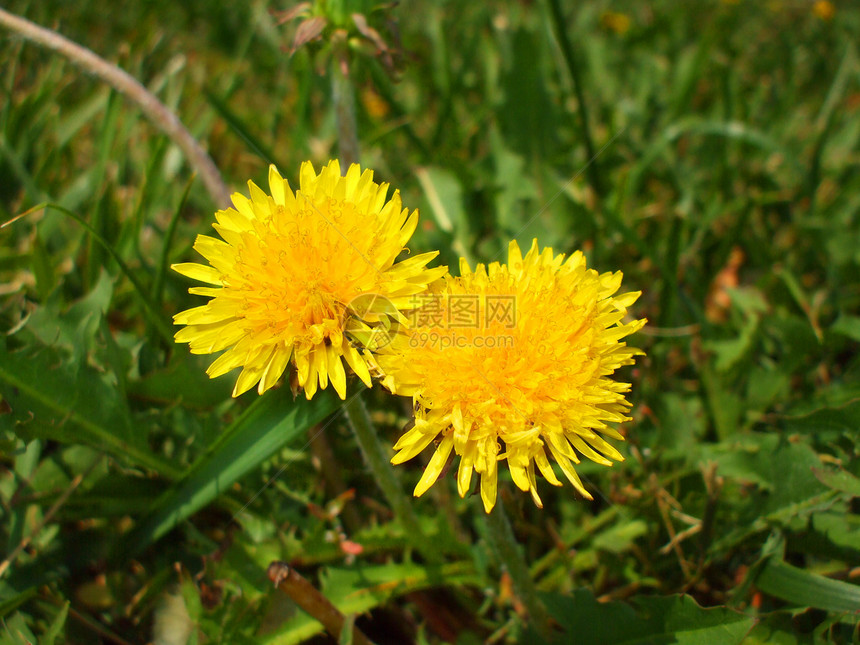 黄色但delion 花分支机构植物群花园时间晴天季节性阳光照射太阳植物阳光图片