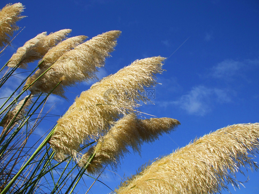 羽毛植物晴天天空分支机构太阳阳光衬套果园阳光照射季节性季节图片