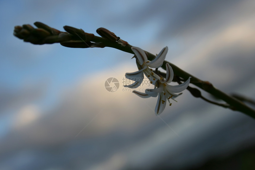 摘要花多云蓝色天气花瓣天空植物环境水平白色图片