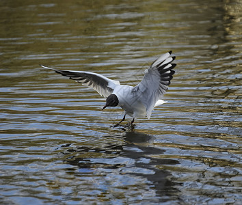 黑头黑头海鸥海鸟动物航班大道土地野生动物反射蓝色翅膀生物背景图片