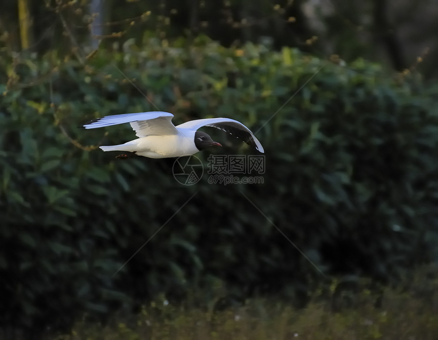 黑头黑头海鸥天空动物羽毛树木银色白色野生动物翅膀绿色航班图片