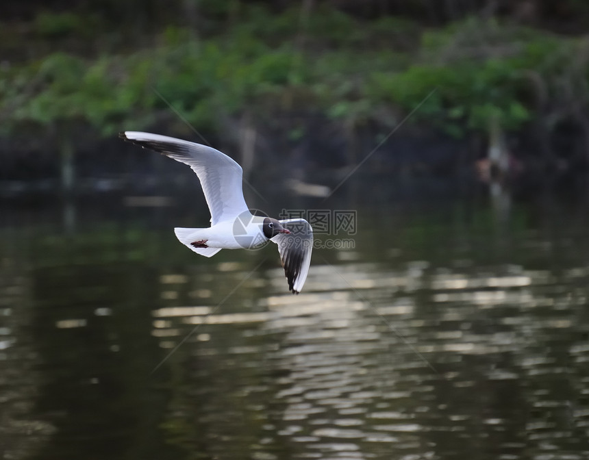 黑头黑头海鸥大道白色生物航班野生动物银色绿色公园翅膀海鸟图片