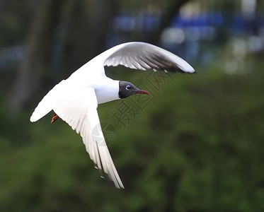 白色海鸥黑头黑头海鸥白色海鸟银色翅膀航班动物天空生物大道羽毛背景