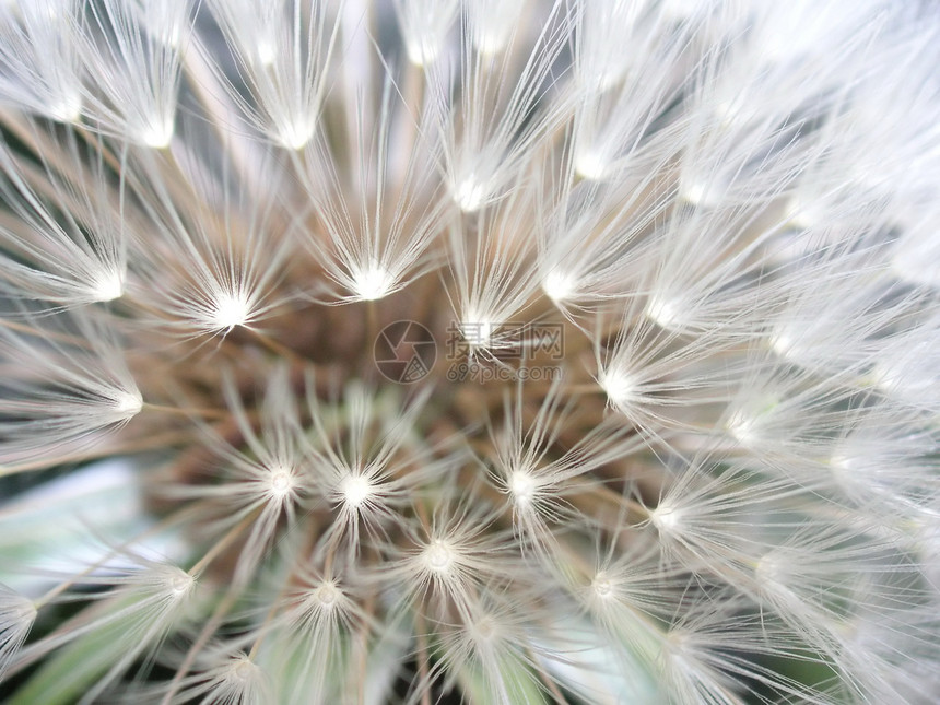 Dandelion 种子头种子头花园宏观羽毛植物植物群时钟图片