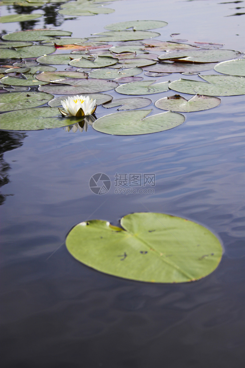 水百合荒野边界池塘绿色独木舟白色植被花园反射天篷图片