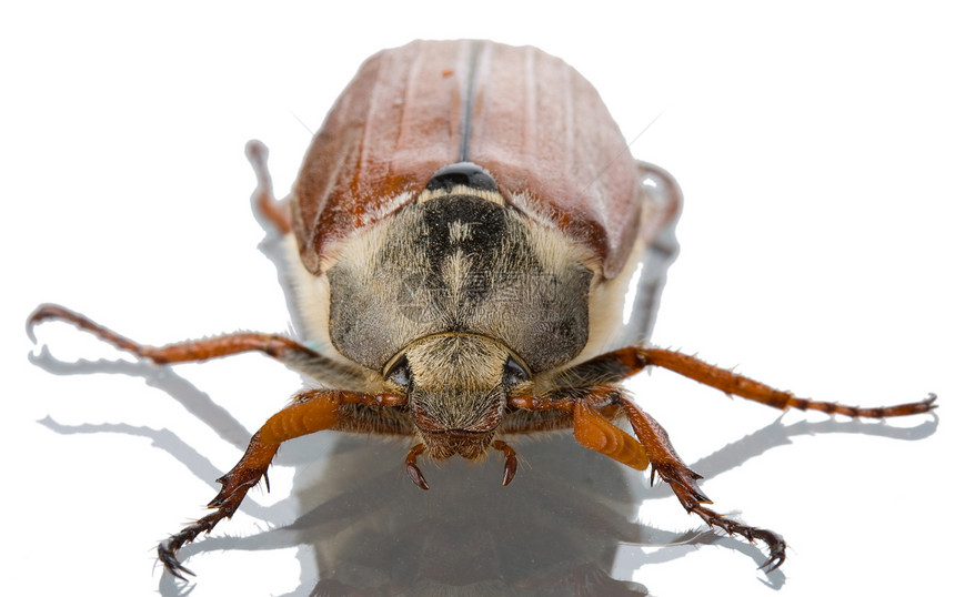 may bug 中叶子工作室生活季节荒野害虫甲虫昆虫野生动物天线图片