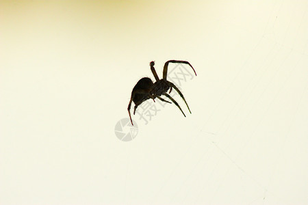蜘蛛网络晴天昆虫荒野动物日落黄色蜘蛛网背景图片