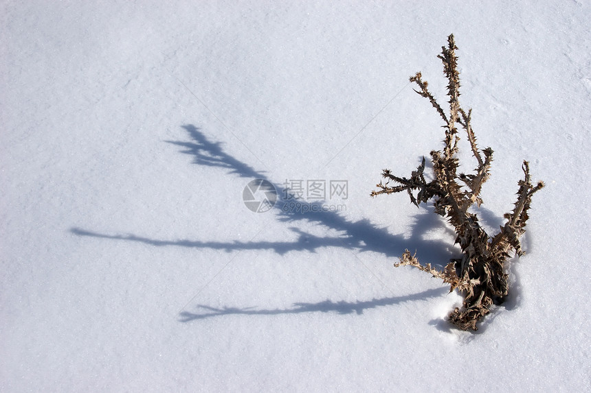 雪上带着阴影枯萎的虫图片