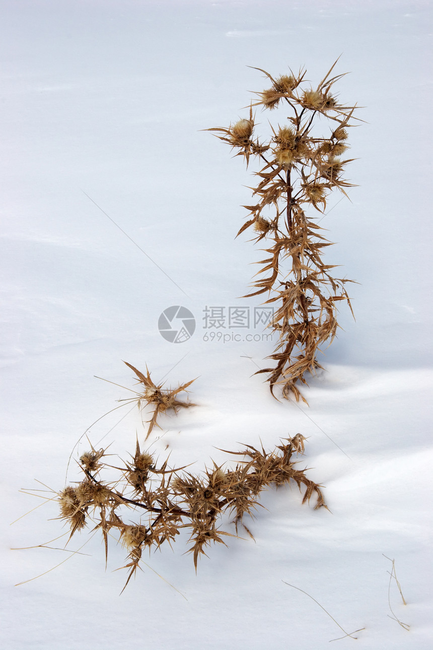 雪中枯萎的石图片