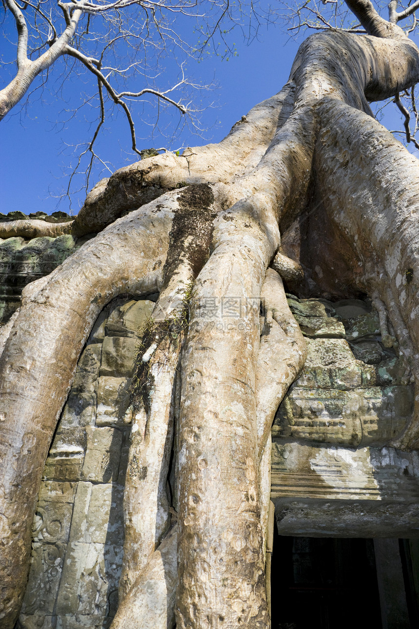 柬埔寨 Ta Prohm雕塑王国纪念碑旅游地标高棉语遗迹遗产寺庙宗教图片
