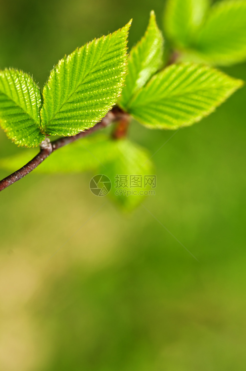 绿春叶季节发芽分支机构宏观环境叶子生活绿色植物榆树生态图片