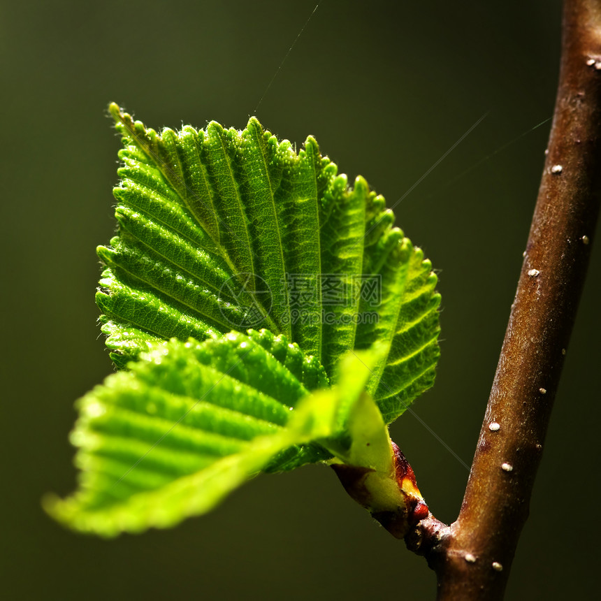 绿春叶植物静脉绿色植物发芽叶子环境榆树生态棕色季节图片