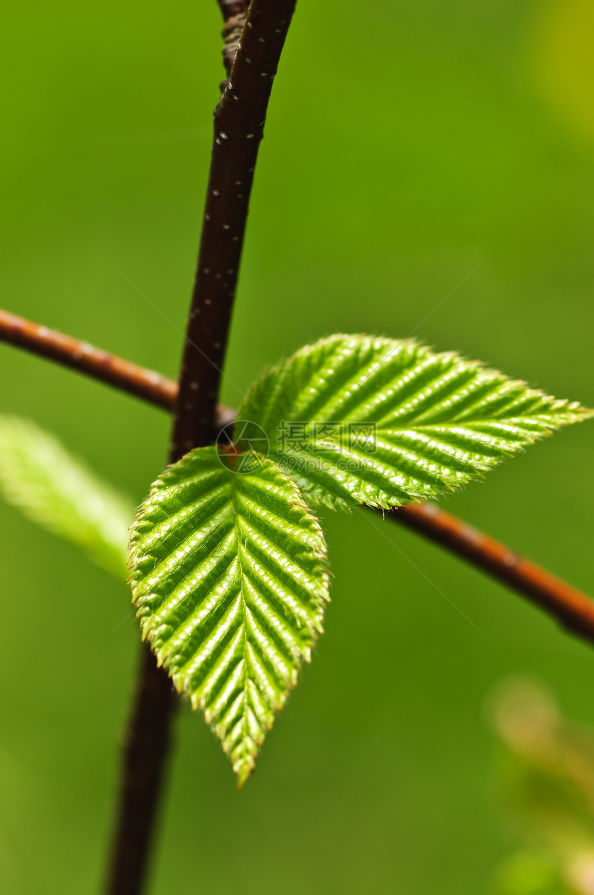 绿春叶植物分支机构环境树叶榆树季节静脉绿色植物宏观生长图片