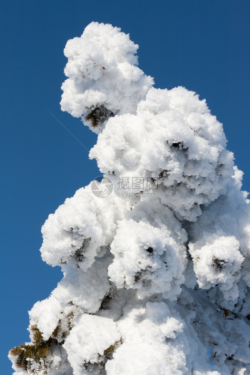 雪中的松木衬套云杉荒野季节天气冻结森林白色天空灌木图片