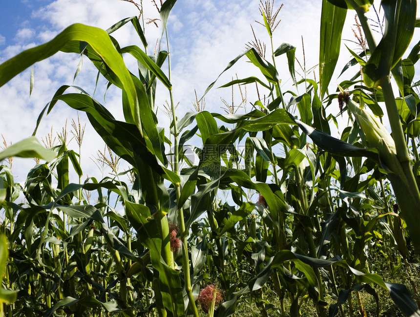 玉米字段绿色植物场地植物群多云孤独农场草原农业绿色风景图片