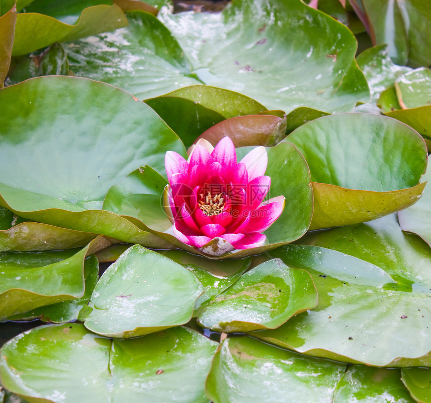 水百里反射宏观植物叶子阳光草本植物花园池塘植物学花瓣图片