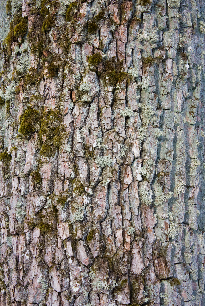树的树皮 抽象背景材料红杉季节自然植物木材棕色树干松树针叶图片