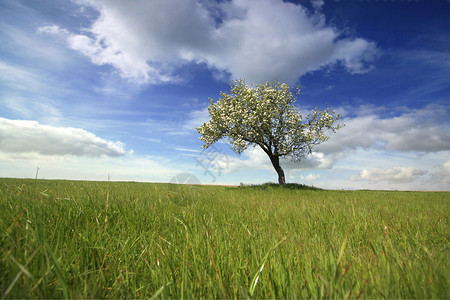 美丽的春天风景和孤独的树蓝色场景晴天边界季节照片天空环境农场牧场背景图片