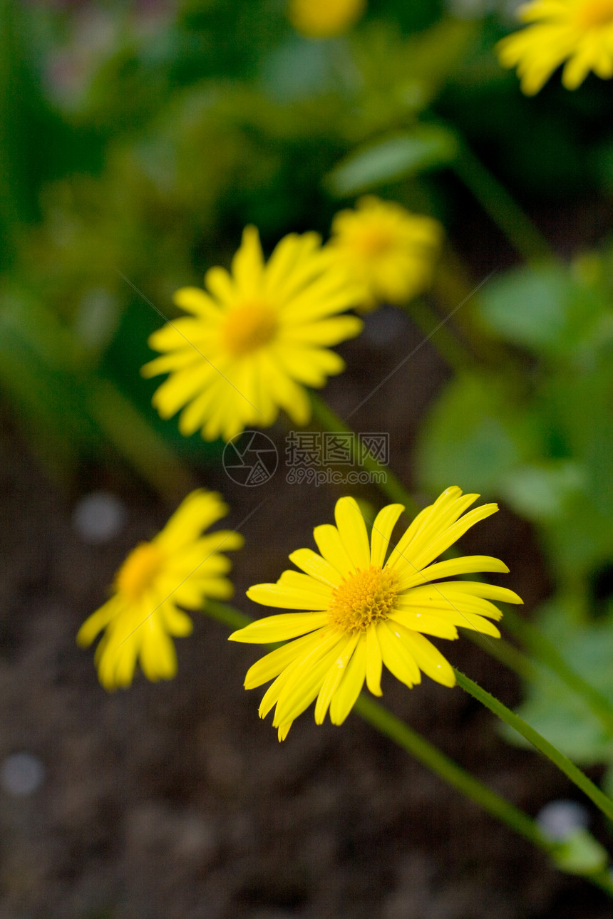 黄色花朵辉光场地环境生长花园草地洋甘菊药品植物群雏菊图片