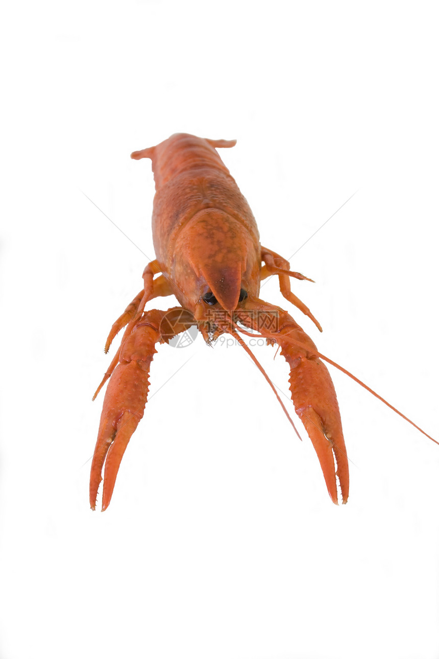 Crawfish 鳄鱼爪子龙虾灵魂十足类盘子红色动物尾巴烹饪淡水图片