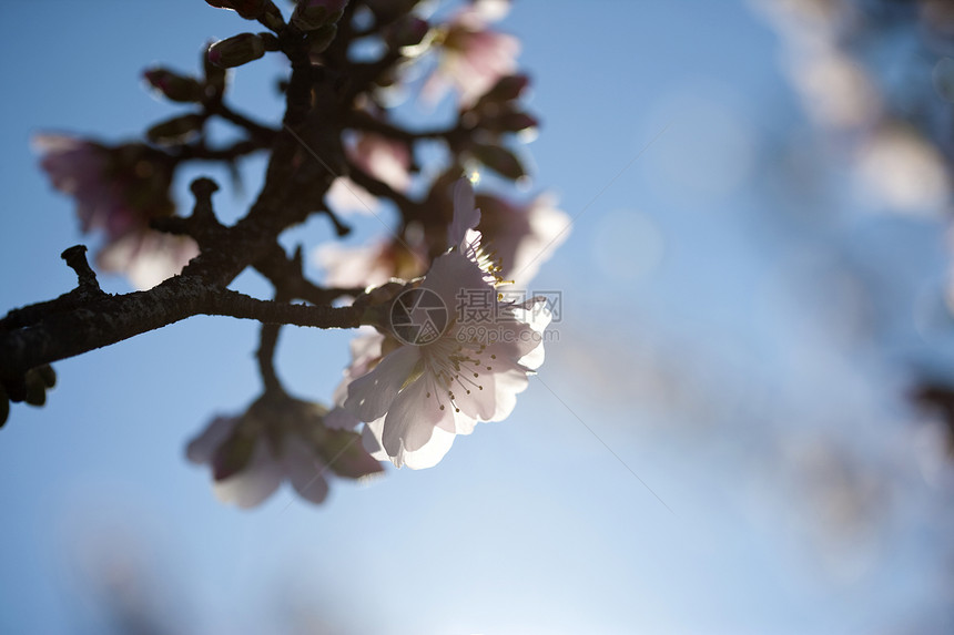 春底的杏仁树花图片