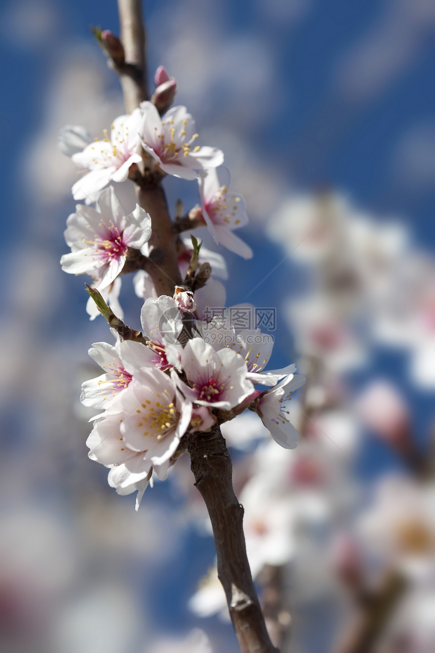 杏仁树用白花 粉红色花朵和蓝色的季节植物投标场地花园晴天香气植物群生态公园图片
