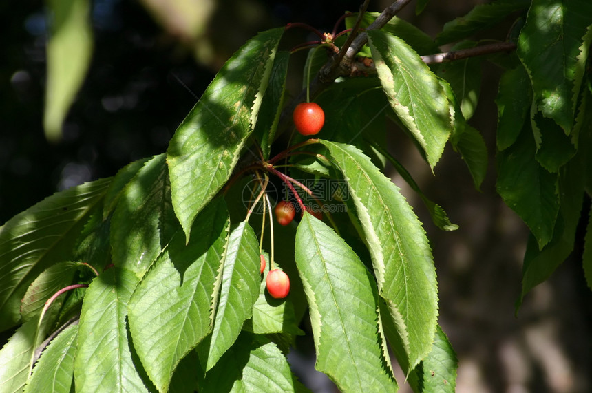 树上的樱桃生长宏观食物果园点数水果树叶图片
