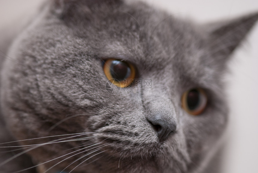 意大利 CatSac表达式胡须宏观鼻子蓝色小猫毛皮眼睛头发荒野猫咪图片
