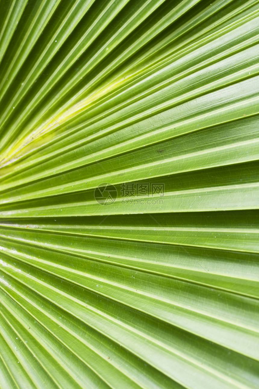 棕榈树叶抽象背景宏观花园生活植物绿色条纹芭蕉香蕉叶子线条图片