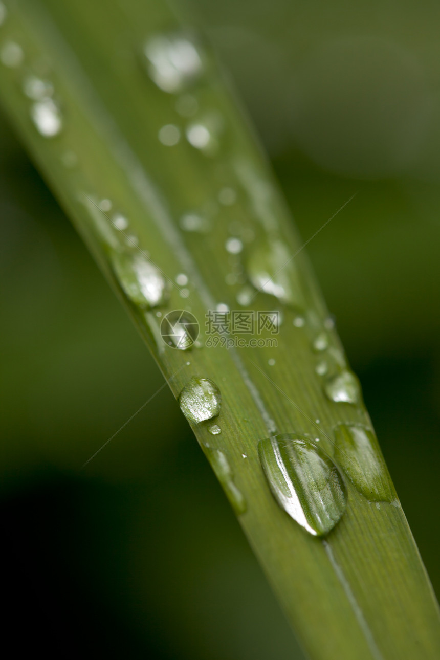 绿草上露水滴落花园生长牧场露珠植物宏观草地图片