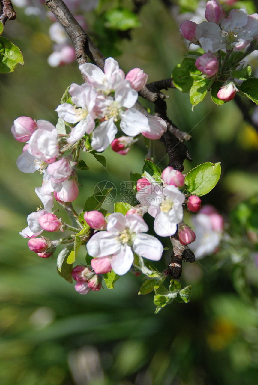鲜花中的苹果树液体生活天空光束季节天堂场景涟漪果园蓝色图片