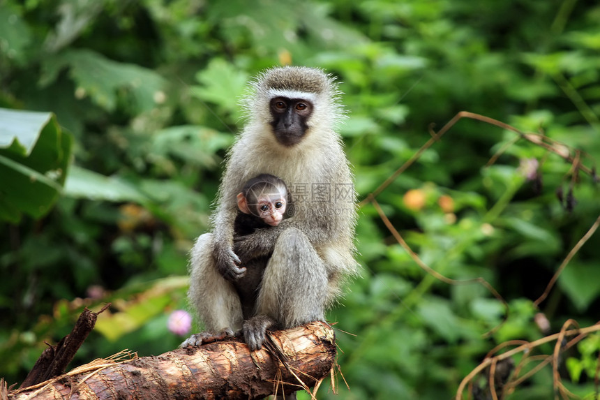 活性猴子 母亲和婴儿水果蓝色灵长类家庭长尾丛林大草原殖民地动物图片