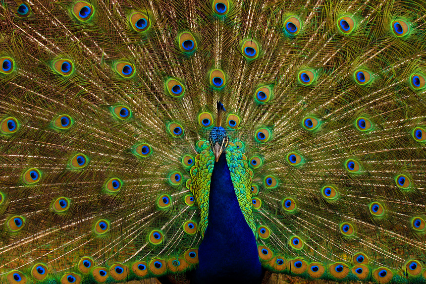 孔雀羽毛眼睛男性动物群美丽尾巴斑点伴侣野生动物蓝色图片