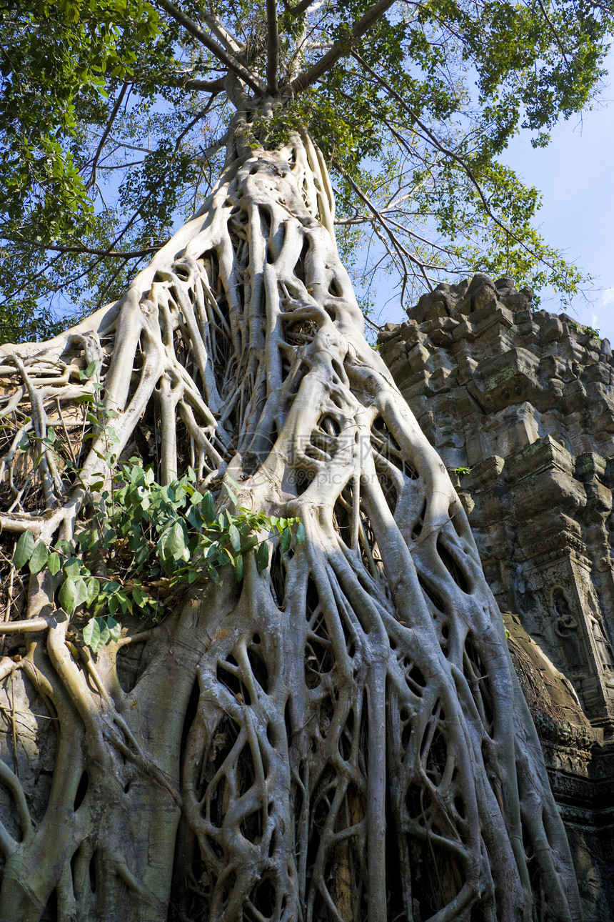 柬埔寨 Ta Prohm遗产旅行建筑学旅游宗教历史电影建筑物寺庙考古学图片