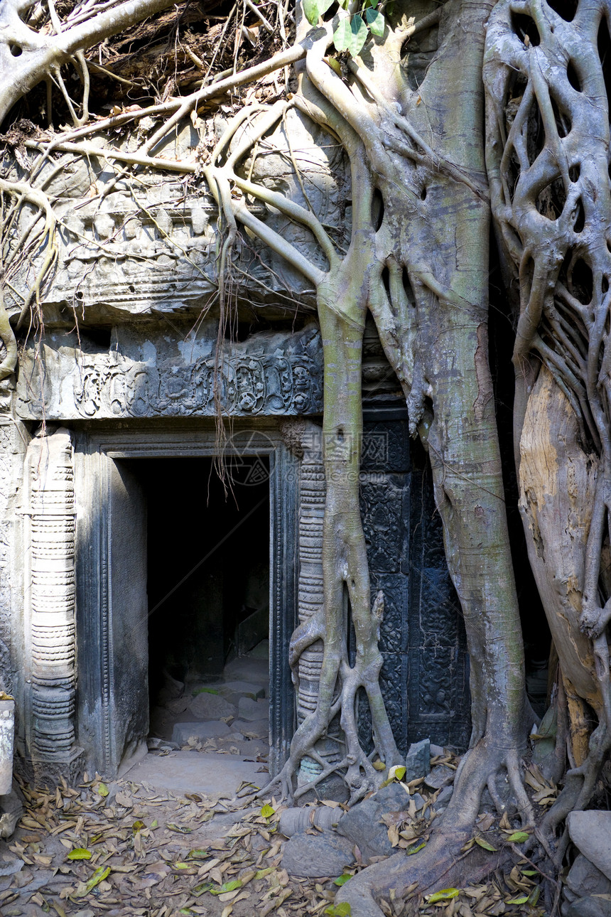 柬埔寨 Ta Prohm废墟树木遗产王国纪念碑历史世界建筑旅行寺庙图片