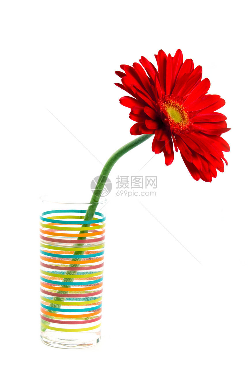 红色发热器格柏玻璃雏菊植物学花瓶白色绿色波纹宏观花瓣图片