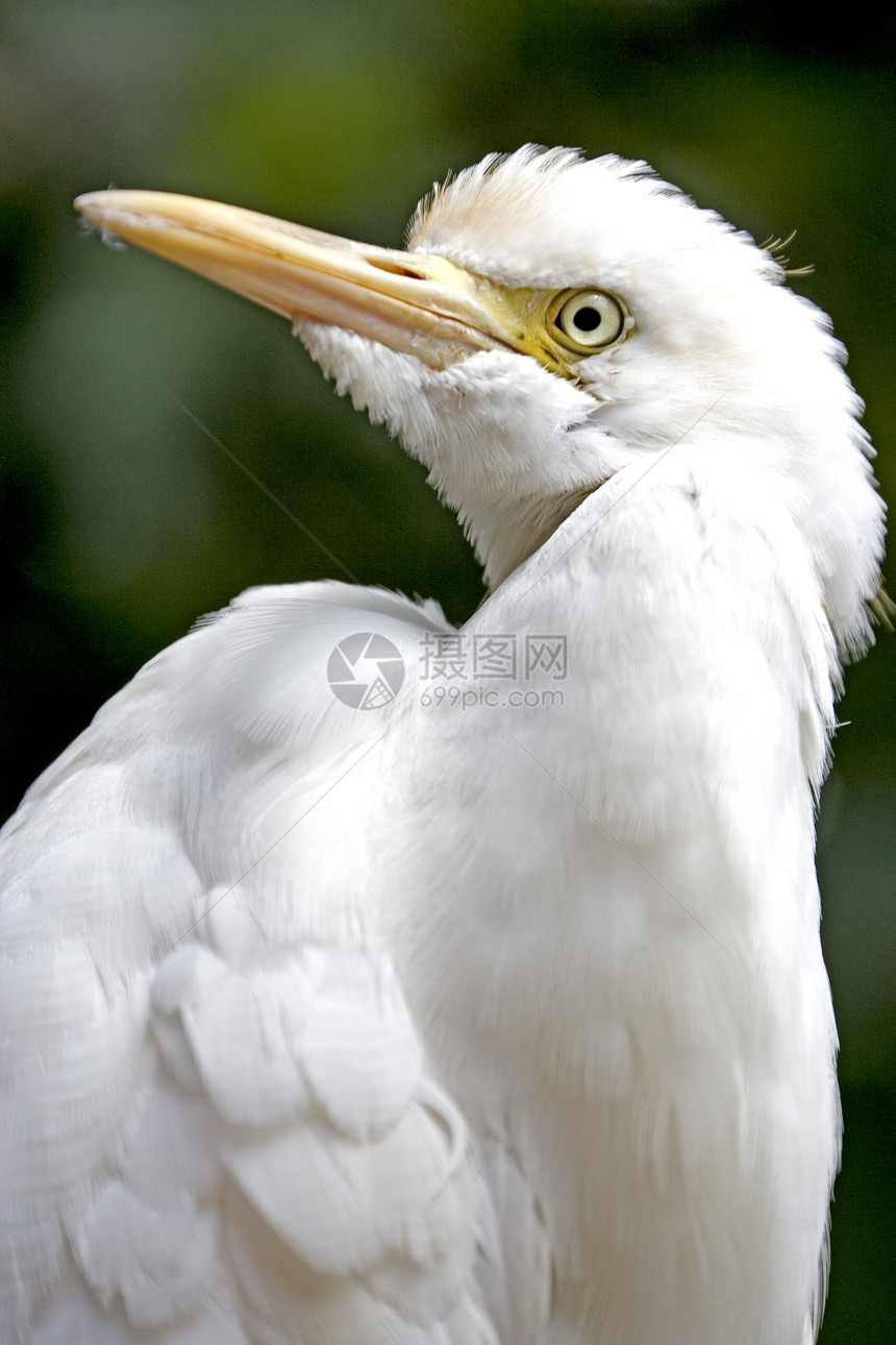Egret 特写羽毛翅膀水鸟动物湿地鸟类野生动物荒野白色动物群图片