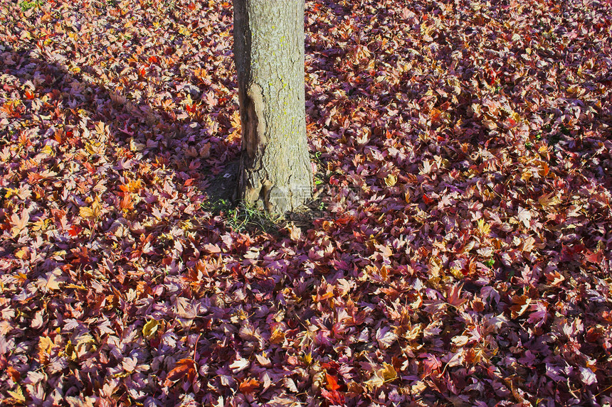 秋落背景背景红色橙子温暖花园季节休息黄色国家叶子图片
