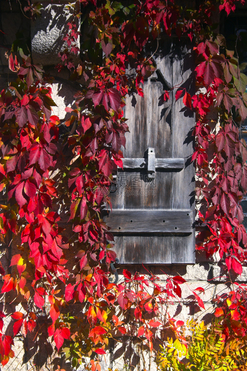 落叶颜色装饰品空气木头太阳公园树叶反射森林橡木植物图片