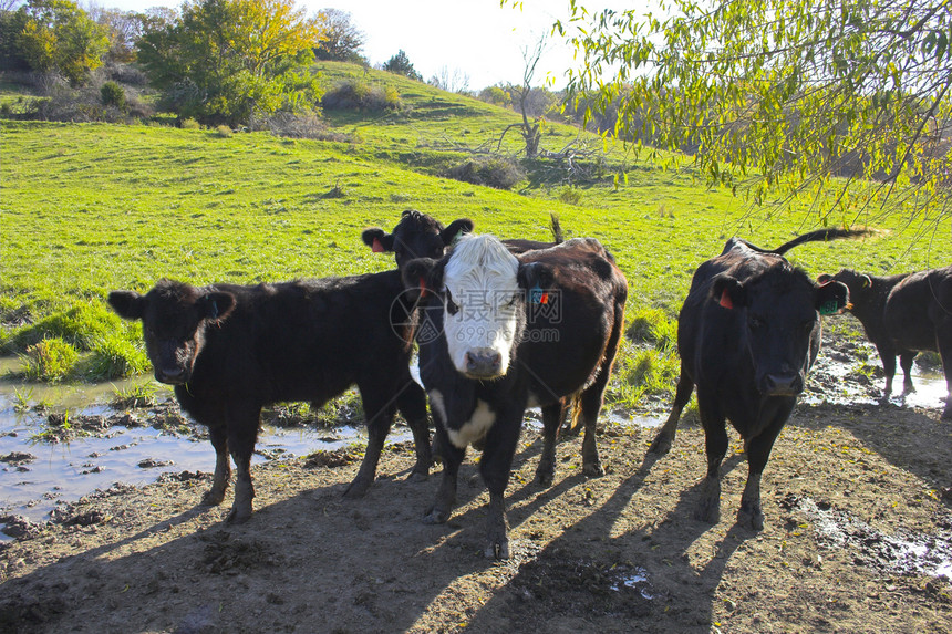 与奶牛一起的农场风景国家地平线生长天气假期哺乳动物天空农业动物牛奶图片