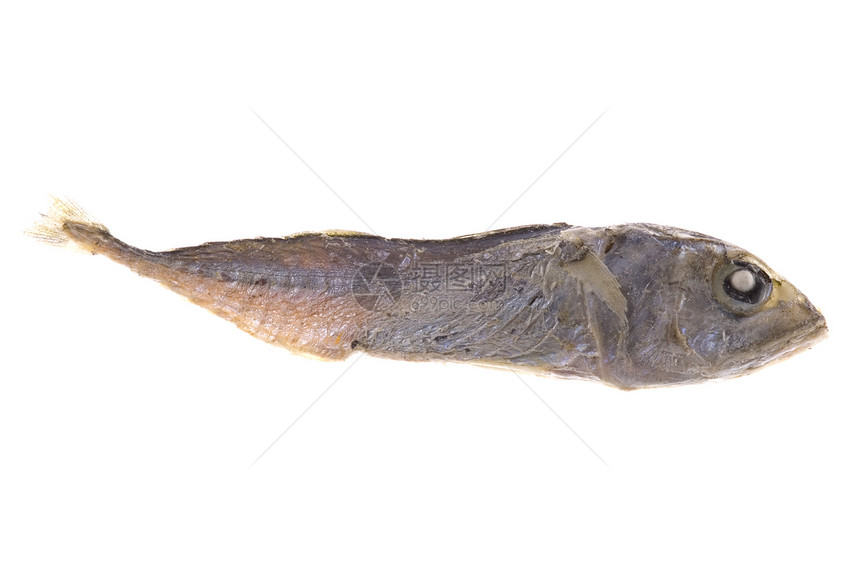 干枯的Anchovy小吃海洋鳀鱼食物宏观海鲜美食营养钓鱼图片