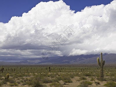 沙漠风暴甜点荒野蓝色干旱天空公园植物学土地场地植物高清图片