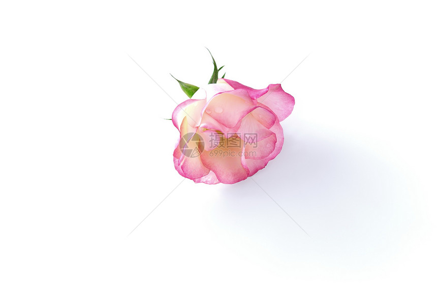 单玫瑰植物群礼物中心生日植物野玫瑰墙纸图片